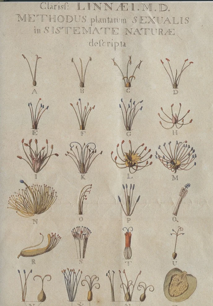 Georg Dionysius Ehret’s 1736 illustration of Linnaeus’s plant classification; historical context for shared descriptive systems